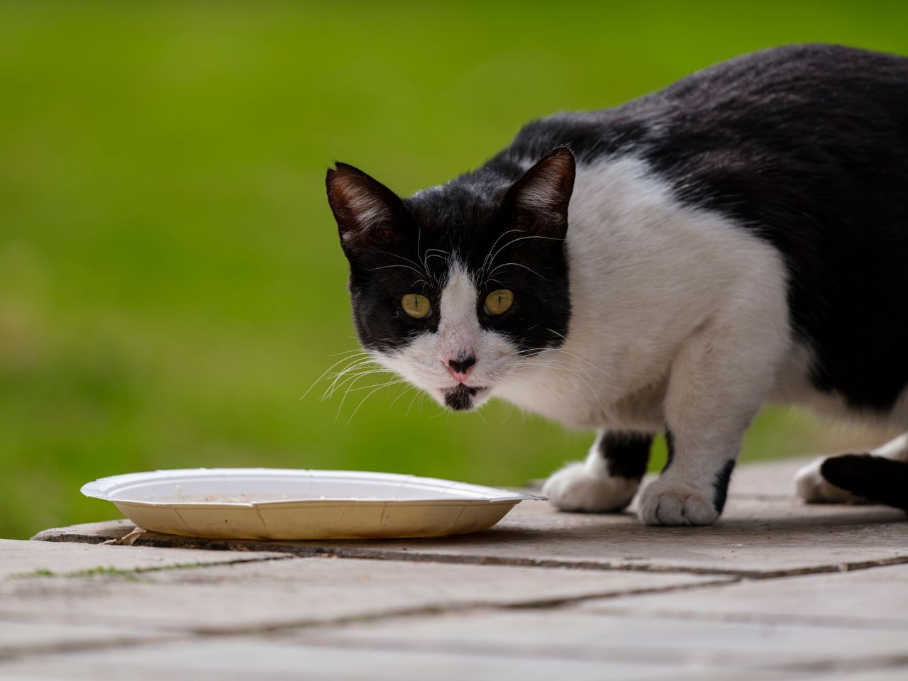 ¡Mi mascota no quiere comer! Expertos explican las causas de la pérdida de apetito en perros y gatos
