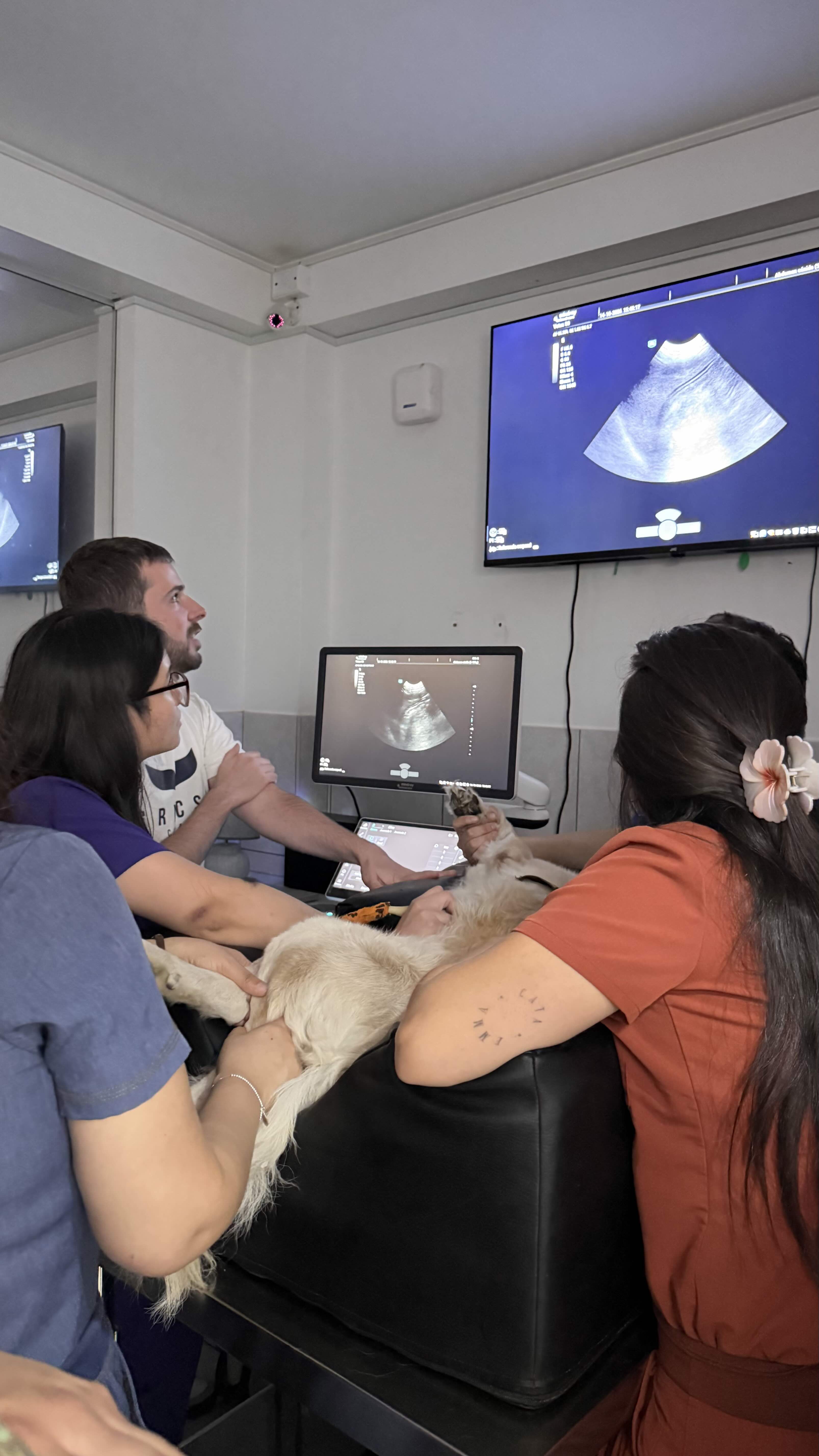 El examen veterinario de 3 minutos que podría salvar la vida de tu mascota (y que casi nadie conoce)