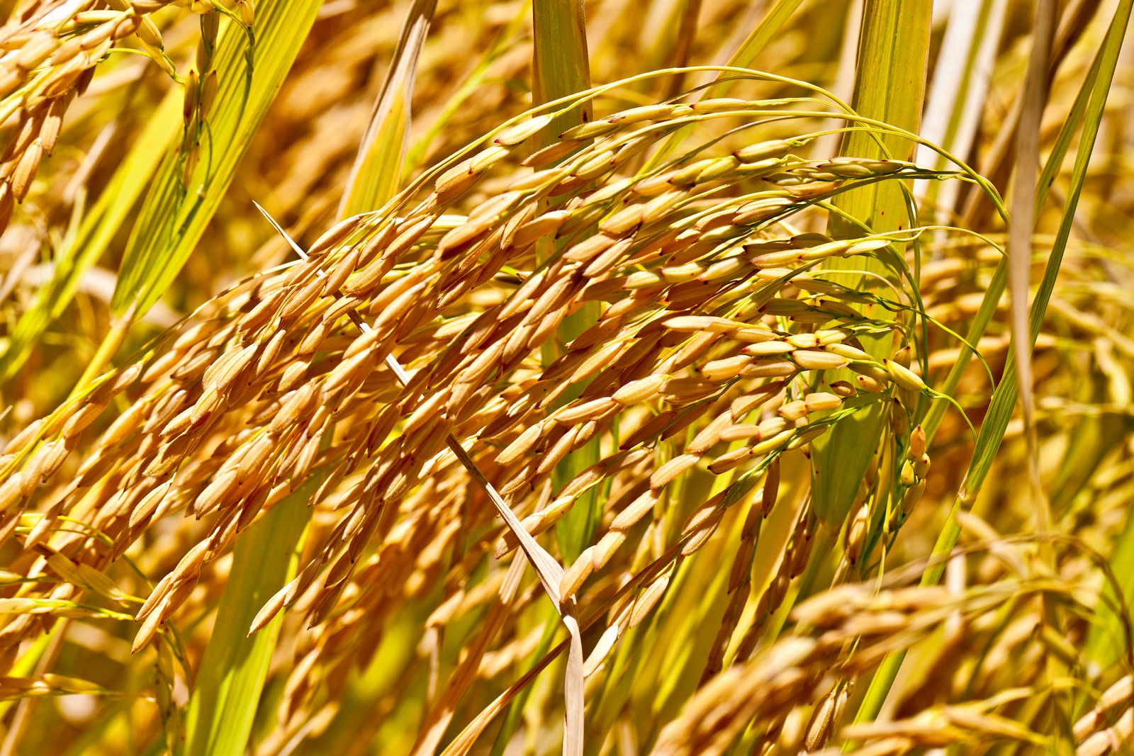 Día Internacional del Arroz: innovación y manejo responsable frente a las enfermedades del cultivo