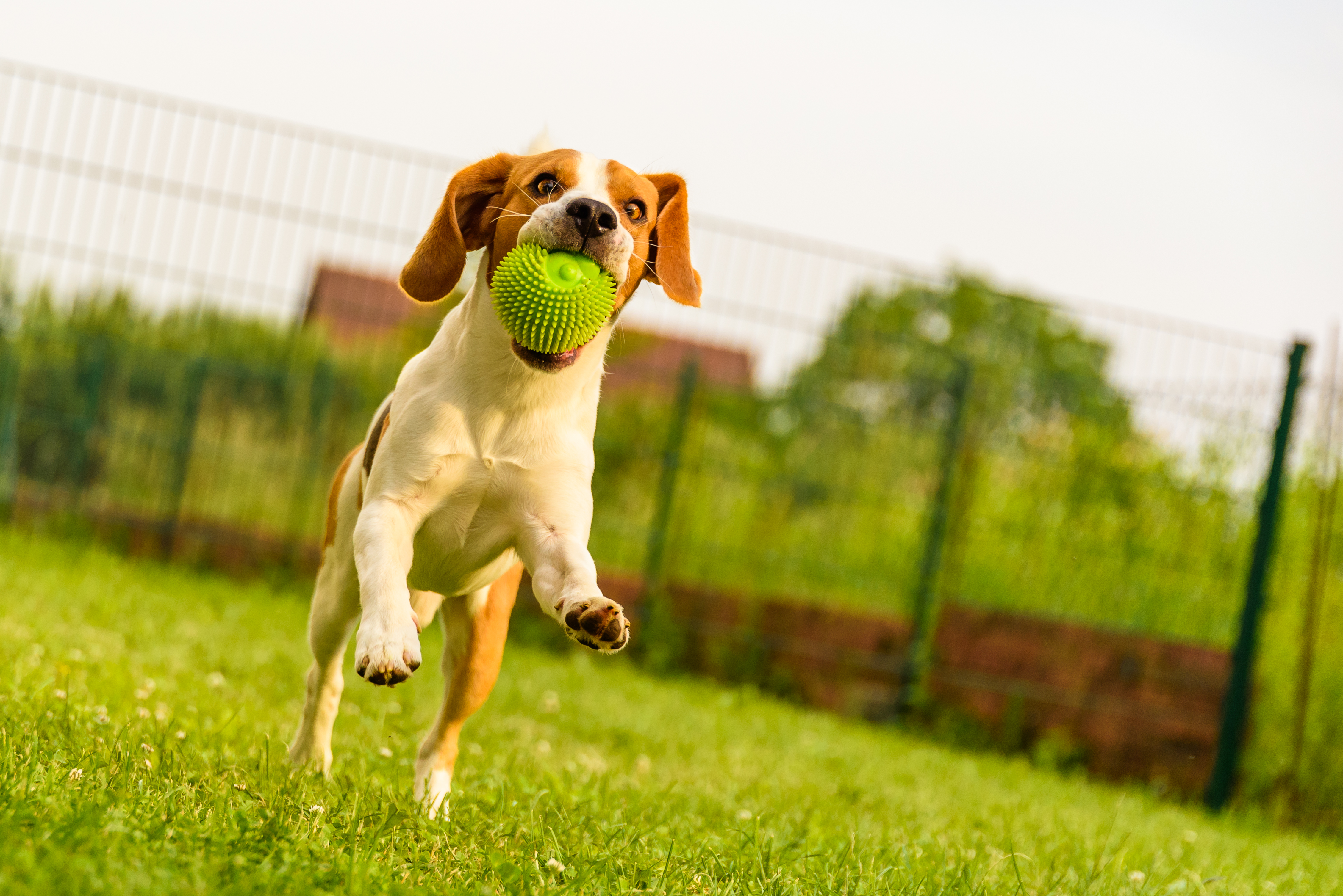 Cinco recomendaciones para proteger a tu perro de pulgas y garrapatas este verano