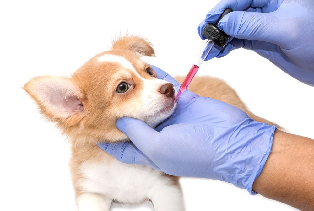¿Por qué es importante vacunar a tu perro en invierno?