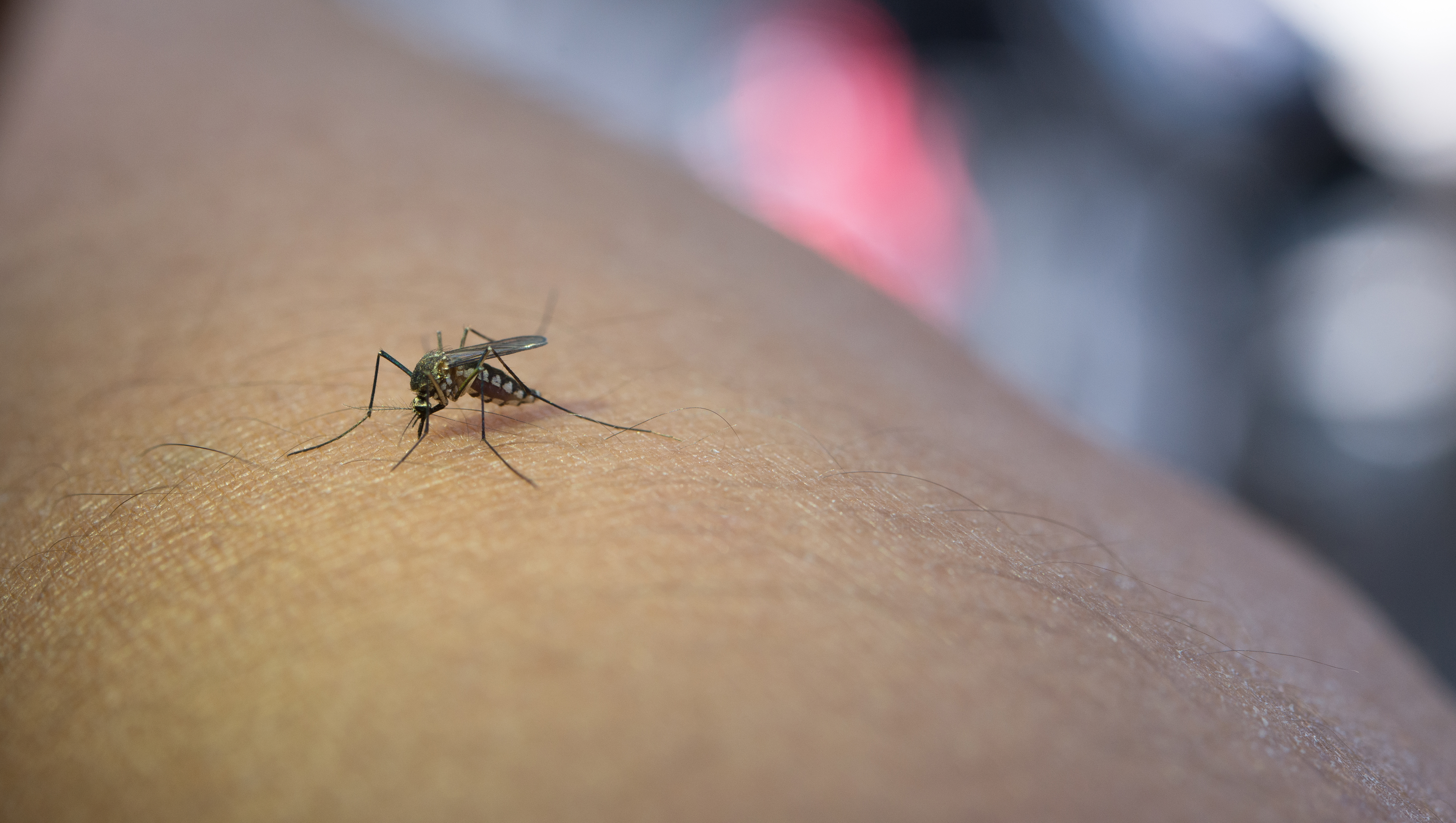 Piura contará con vacunatorio gratuito contra el dengue para personas de 10 a 20 años