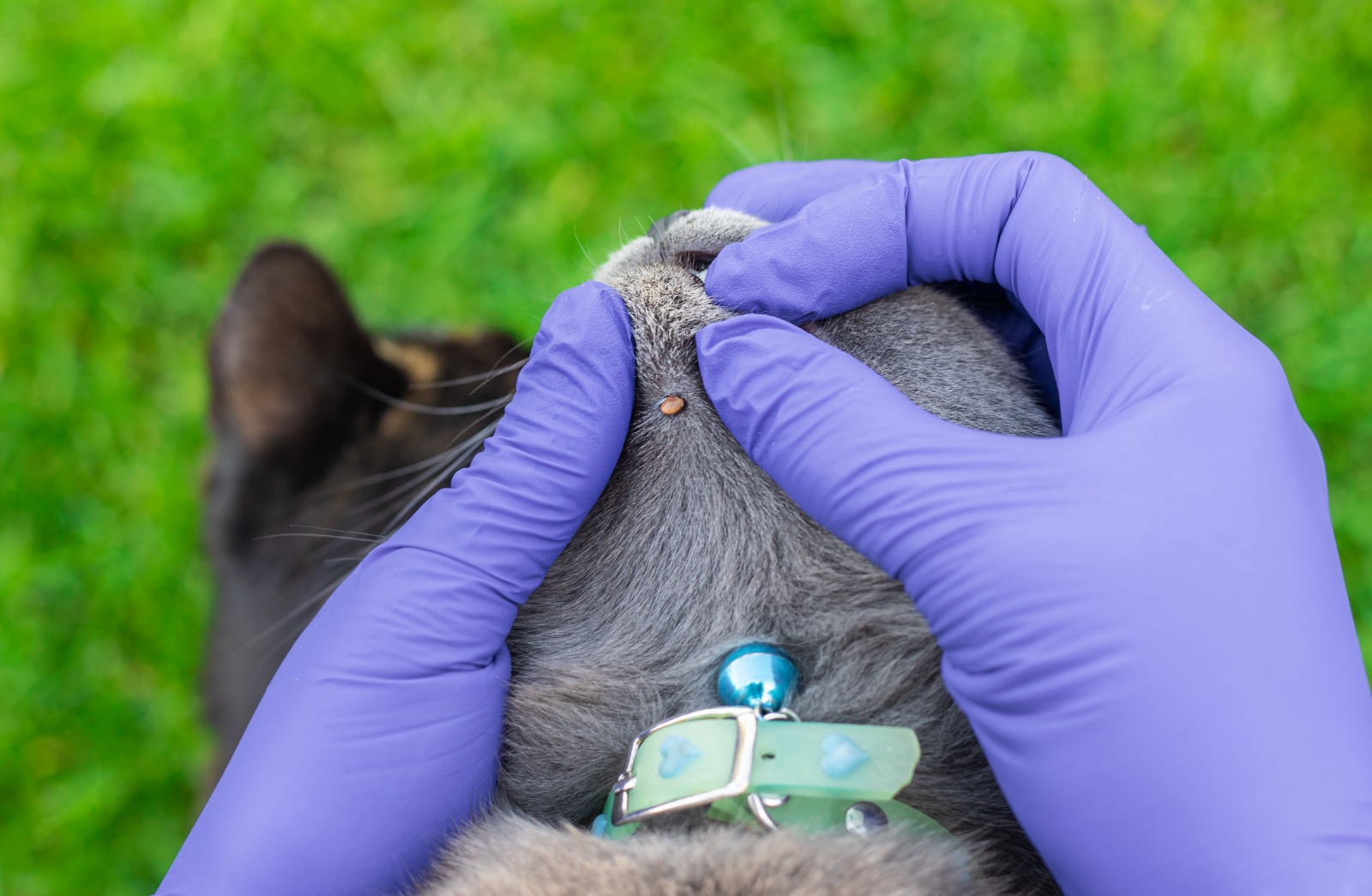 ¿Cómo preparar a tu mascota para el verano y evitar infestaciones de parásitos?