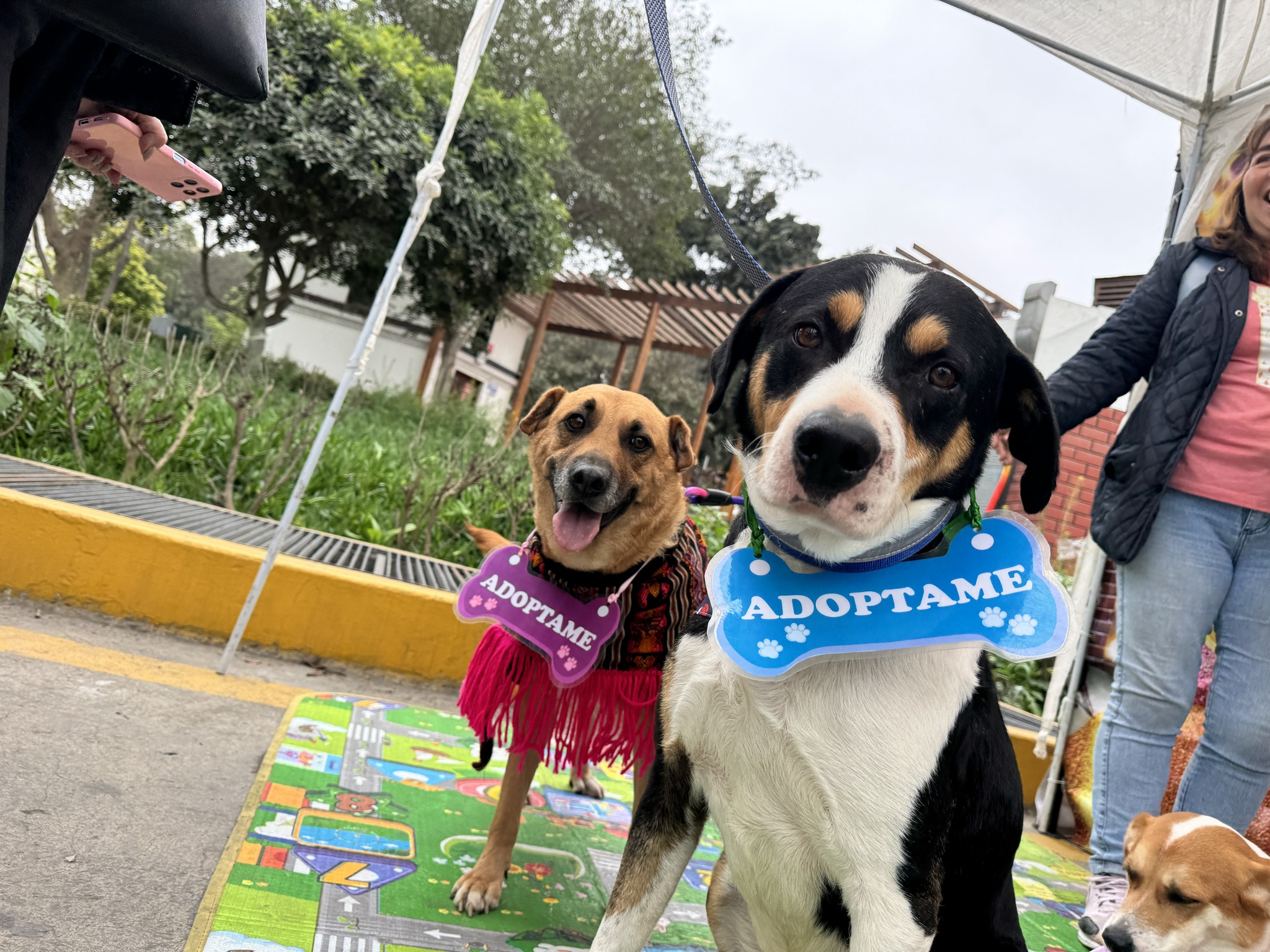 EL PARQUE DE LA EXPOSICIÓN SERÁ SEDE DEL FESTIVAL GRATUITO MÁS GRANDE PARA MASCOTAS EN EL PAÍS