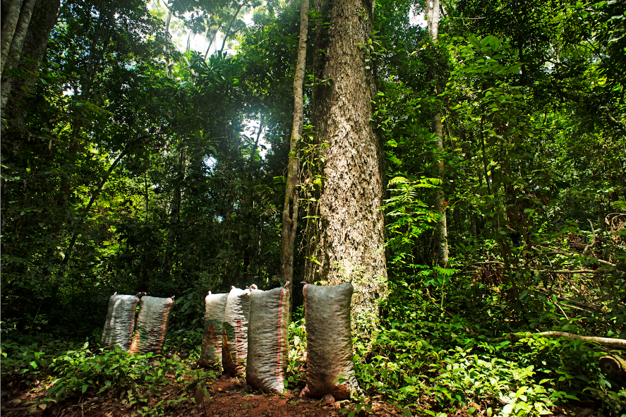 El Grupo Prosegur refuerza su programa de compensación de emisiones al apoyar un proyecto de la ONU para conservar más de 724.000 hectáreas de la Amazonia peruana