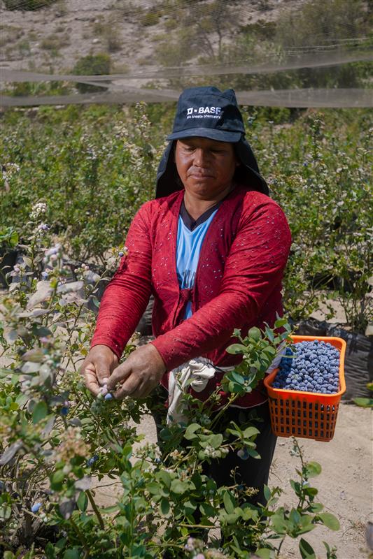 Día del Campesino: el pulso invisible que alimenta al Perú