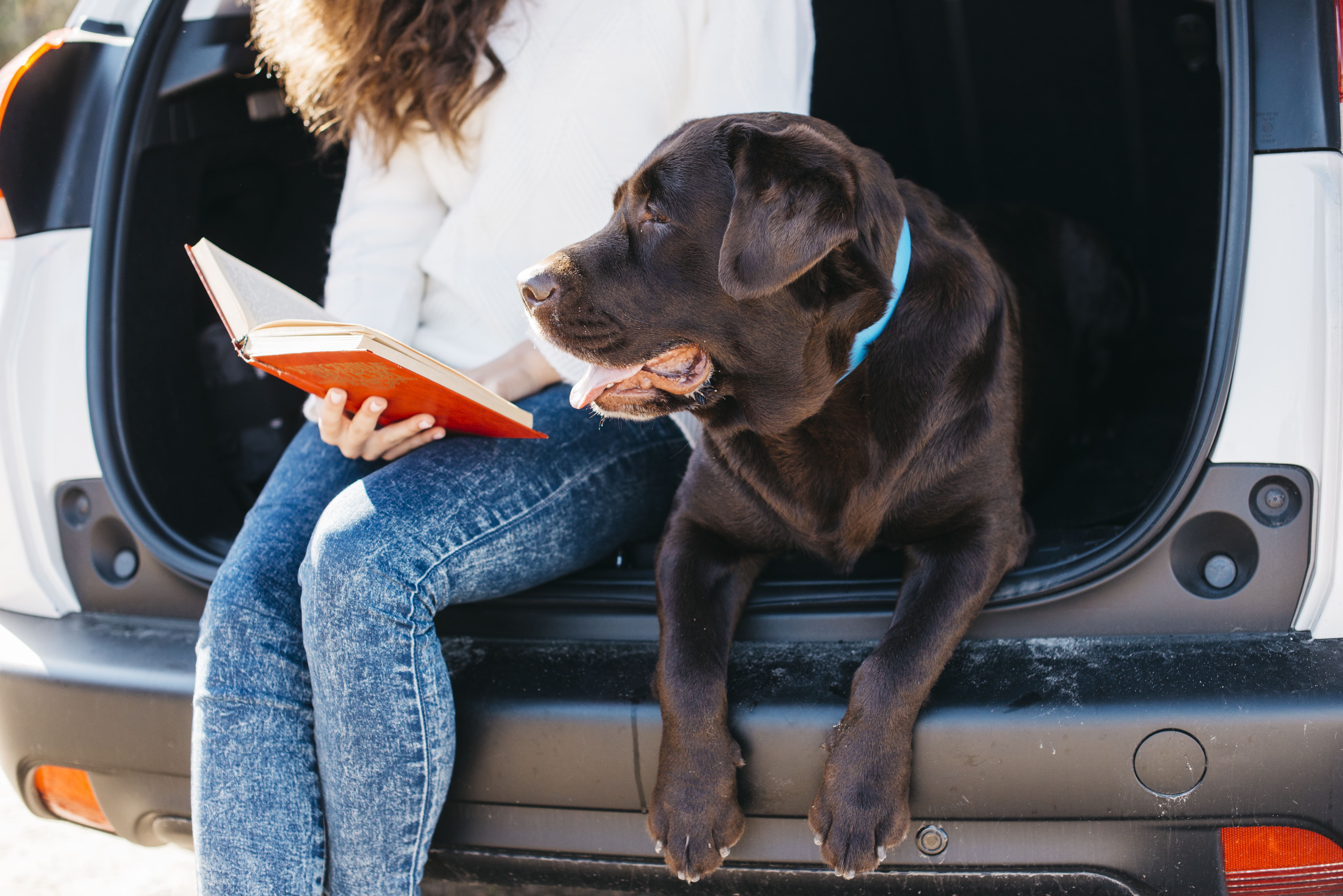Semana Santa: 4 recomendaciones para viajar seguros con mascotas