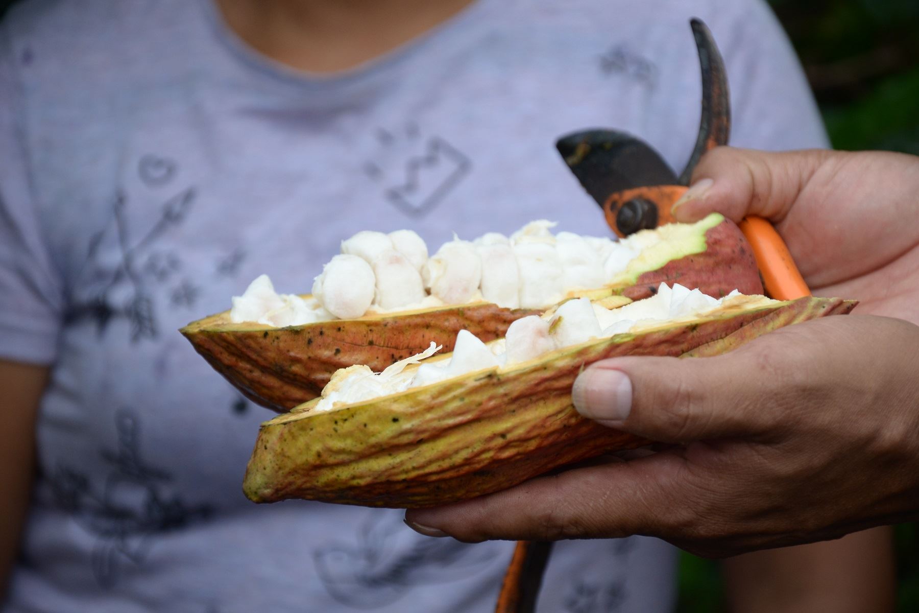 La pulpa de cacao: un descubrimiento en beneficio de la salud