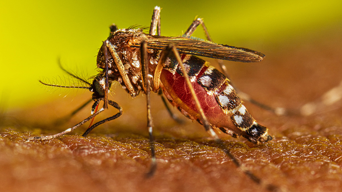 Dengue: Conoce los síntomas y las medidas que se deben tomar para prevenir esta enfermedad