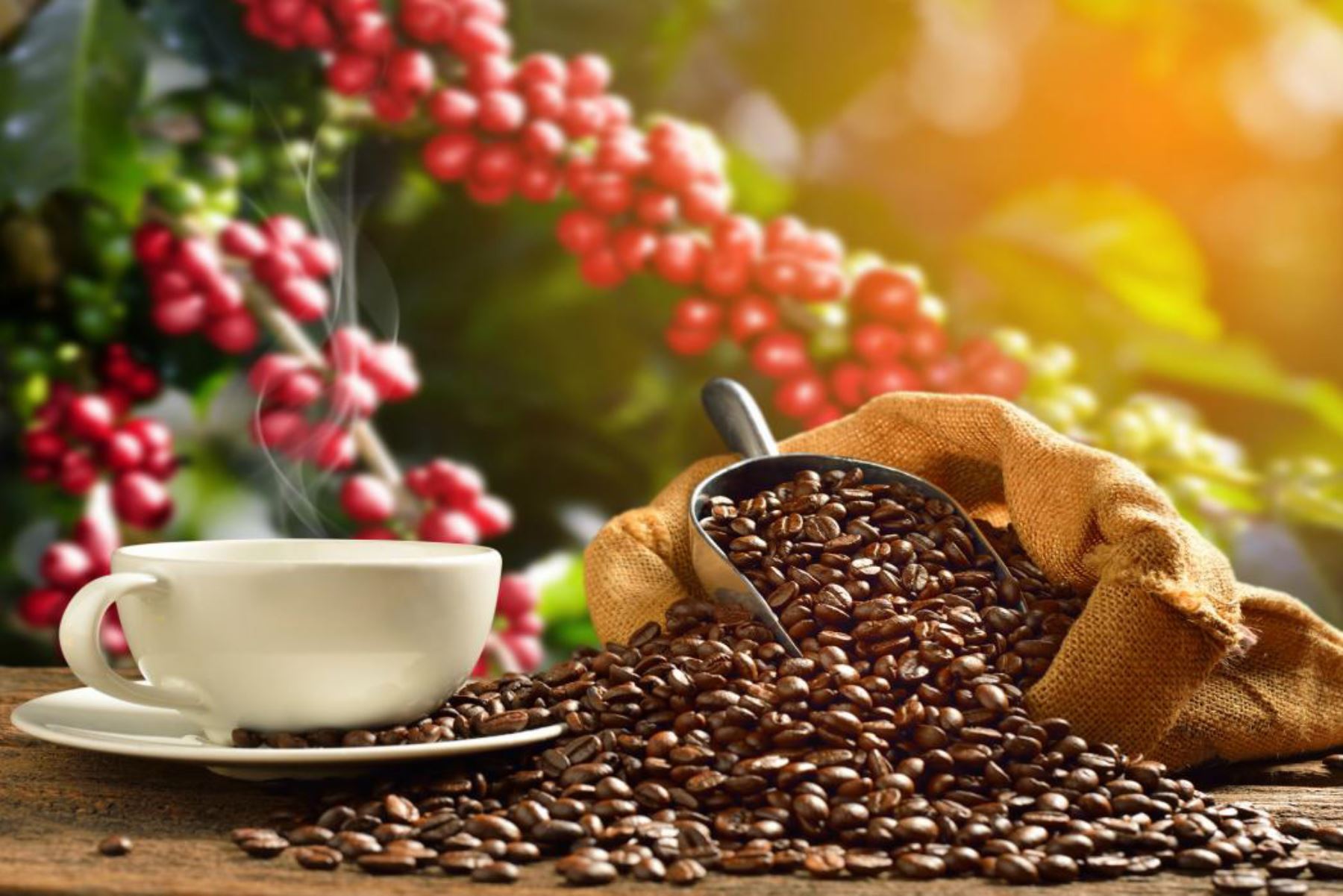 Café: conoce sus beneficios y la importancia de un consumo moderado