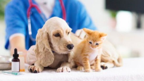 ¿POR QUÉ LLEVAR A MI MASCOTA AL VETERINARIO?