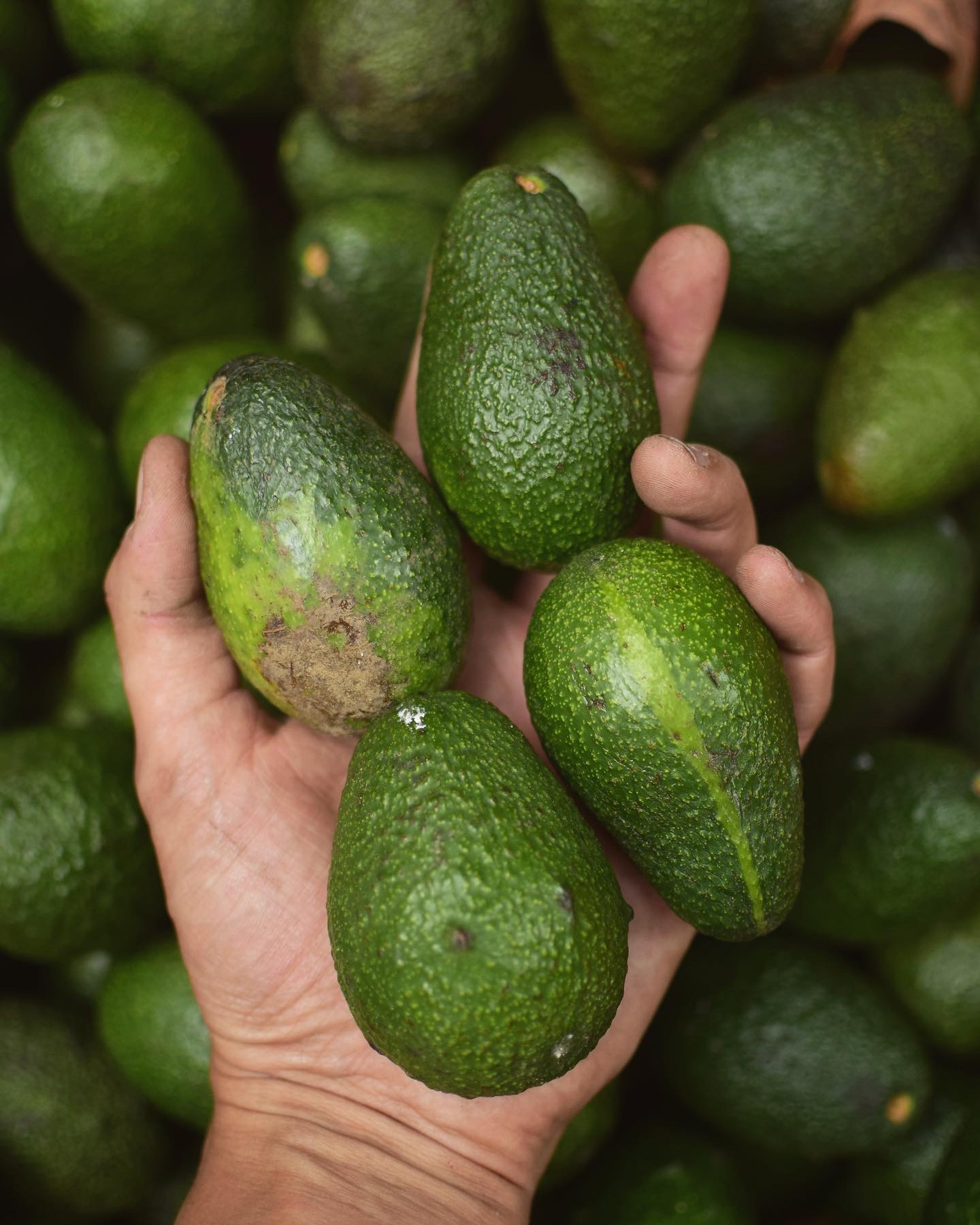 COMER PALTA TODOS LOS DIAS ES BENEFICIOSO PARA NUESTRO CUERPO