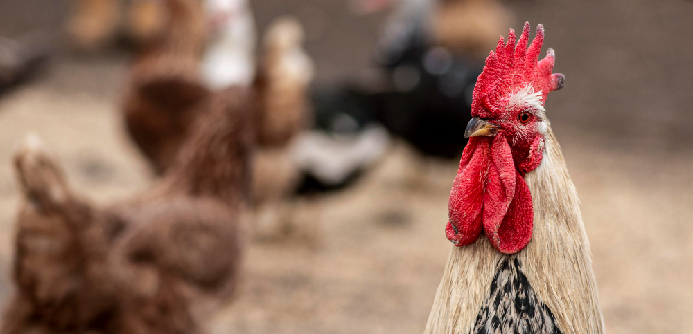MSD ANIMAL HEALTH EN PERÚ ANUNCIA LA LLEGADA DE NOBILIS MULTRIVA™ REOm, UNA NUEVA VACUNA QUE AMPLÍA LA PROTECCIÓN FRENTE AL REOVIRUS AVIAR