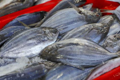 Consumo de pescado debe ser continuo no solo en Semana Santa