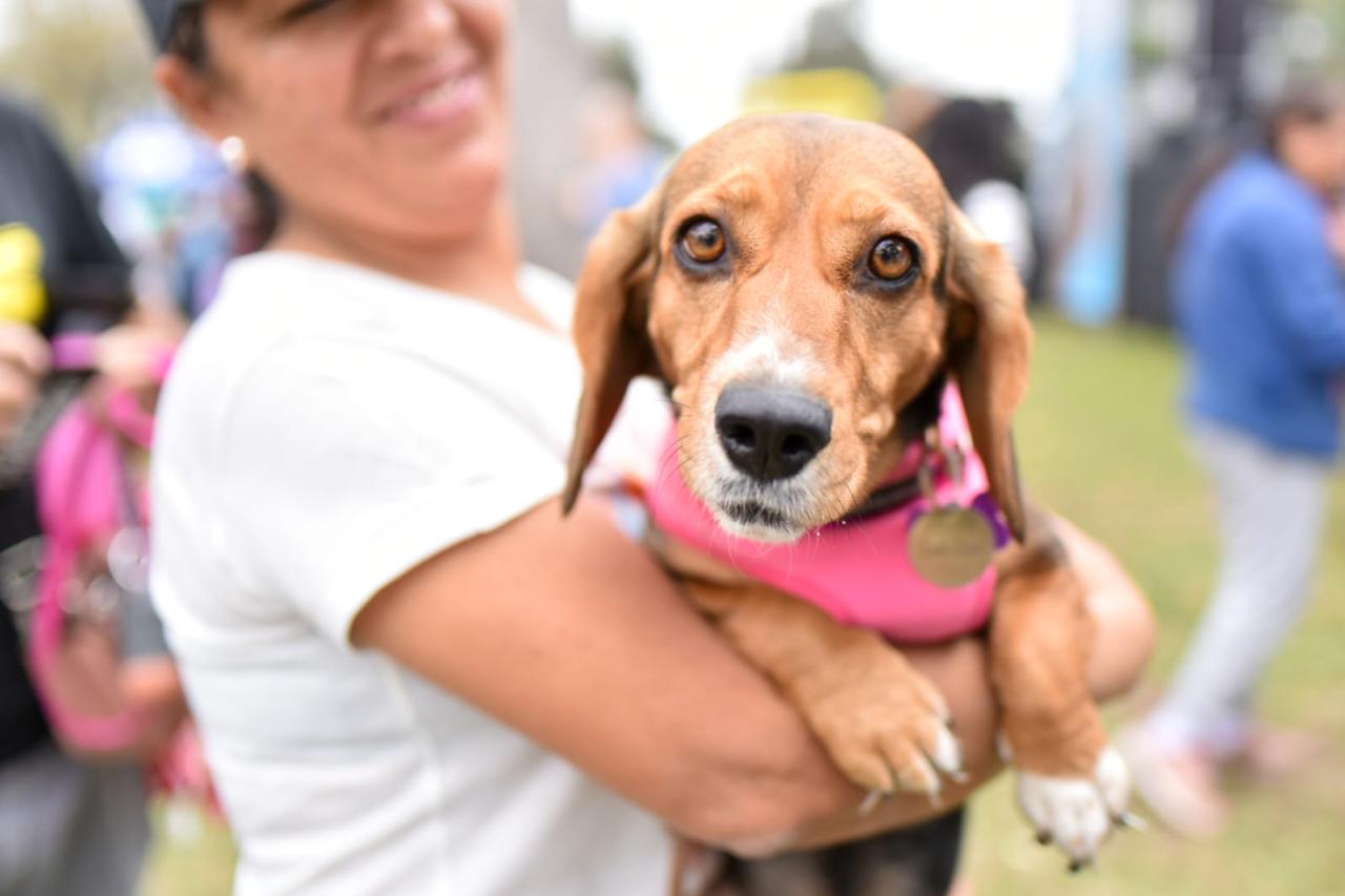 PATATON 2025: EL FESTIVAL BENÉFICO PARA ANIMALES RESCATADOS LLEGA AL CIRCUITO MÁGICO DEL AGUA