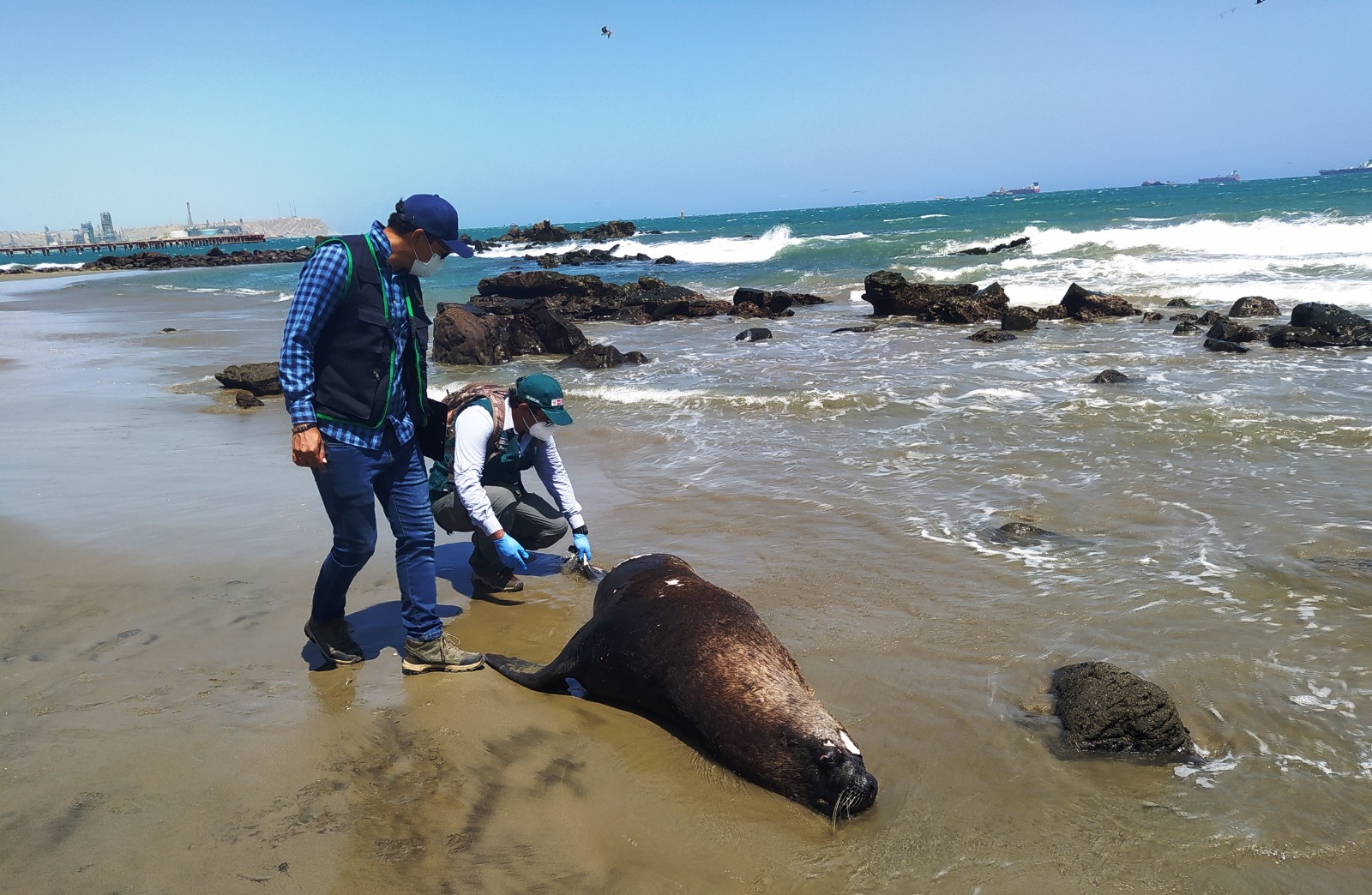 Contaminación por petróleo y daño ambiental en mar de Piura se pudo evitar, sostiene la ONG VIDA