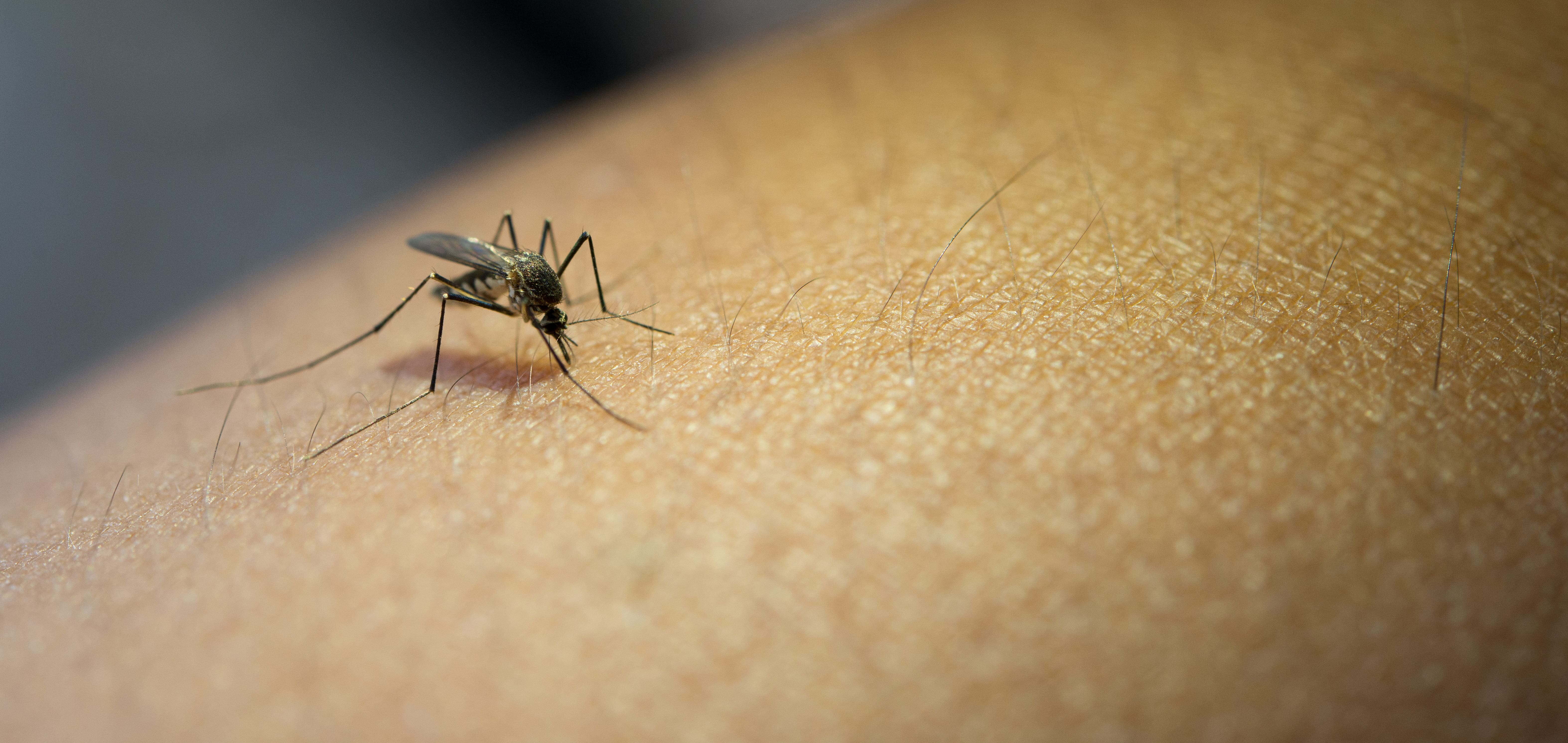 Verano seguro: ¿Cuándo una picadura de zancudo requiere atención médica?