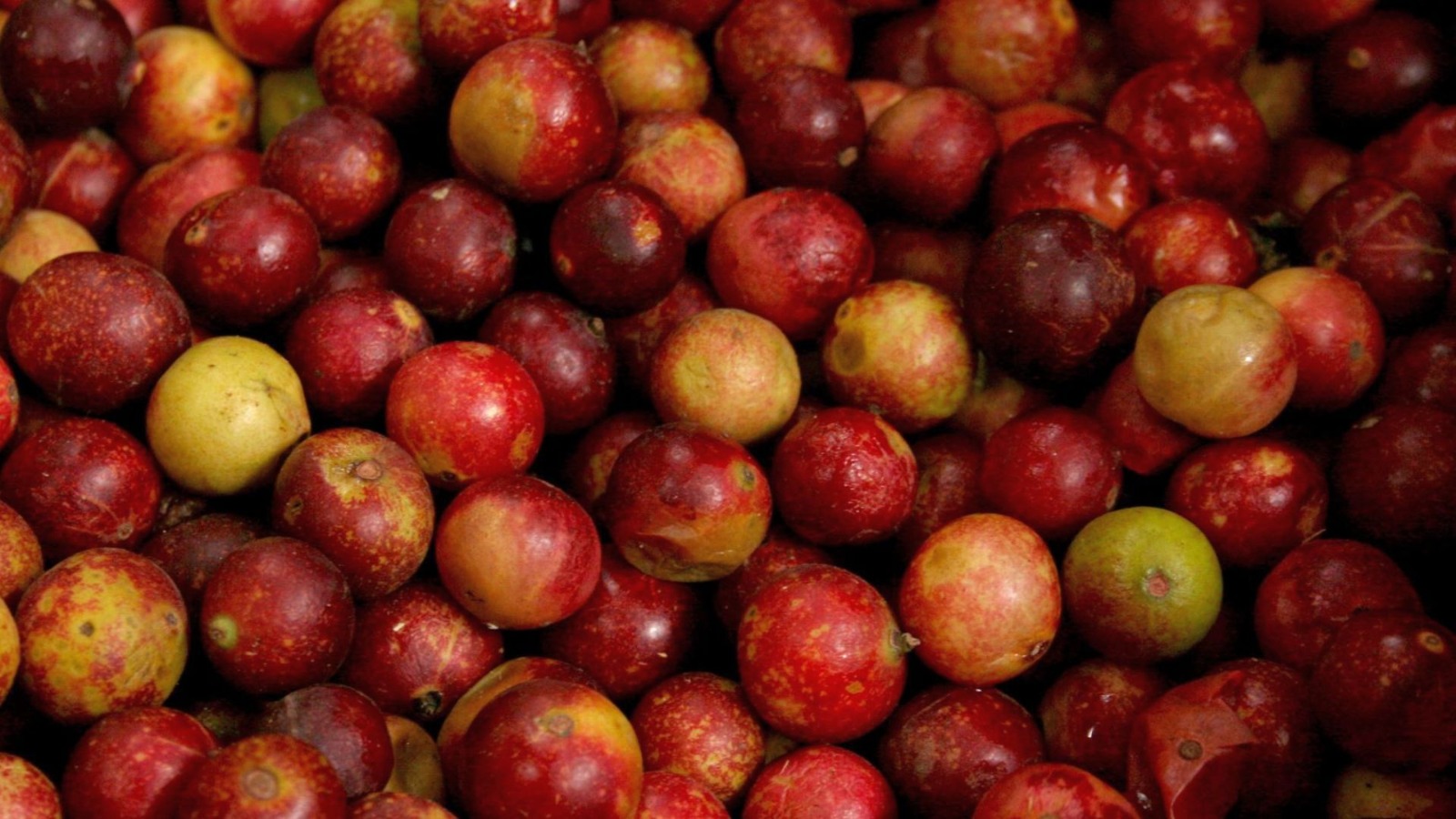 Nutricionistas promueven consumo de frutos amazónicos.