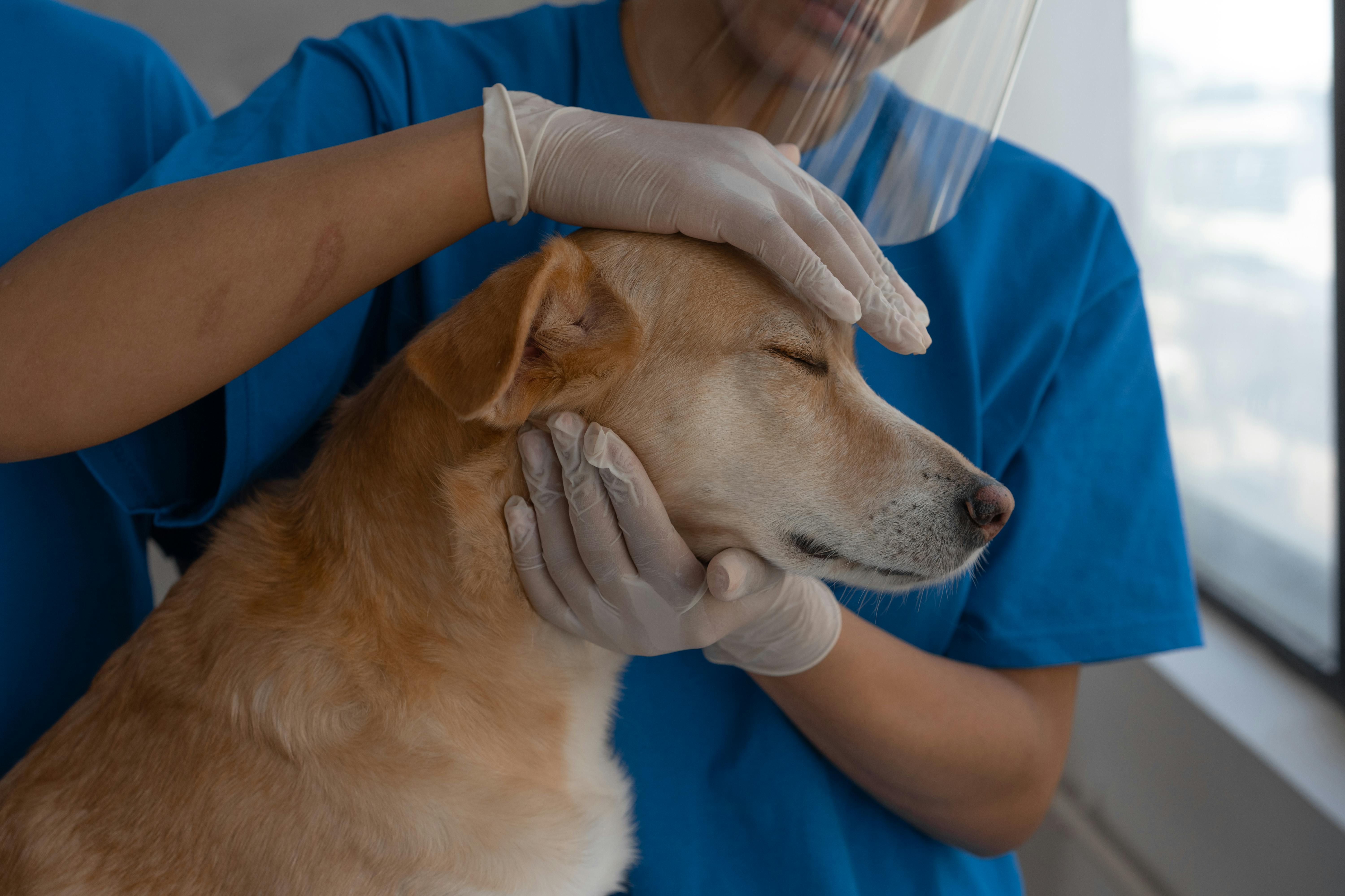 Osteoartrosis y discopatías: Beneficios de tratar el dolor crónico en las mascotas con terapias integrativas