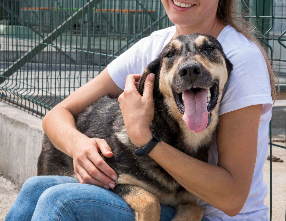 5 beneficios para adoptar un perro sin hogar