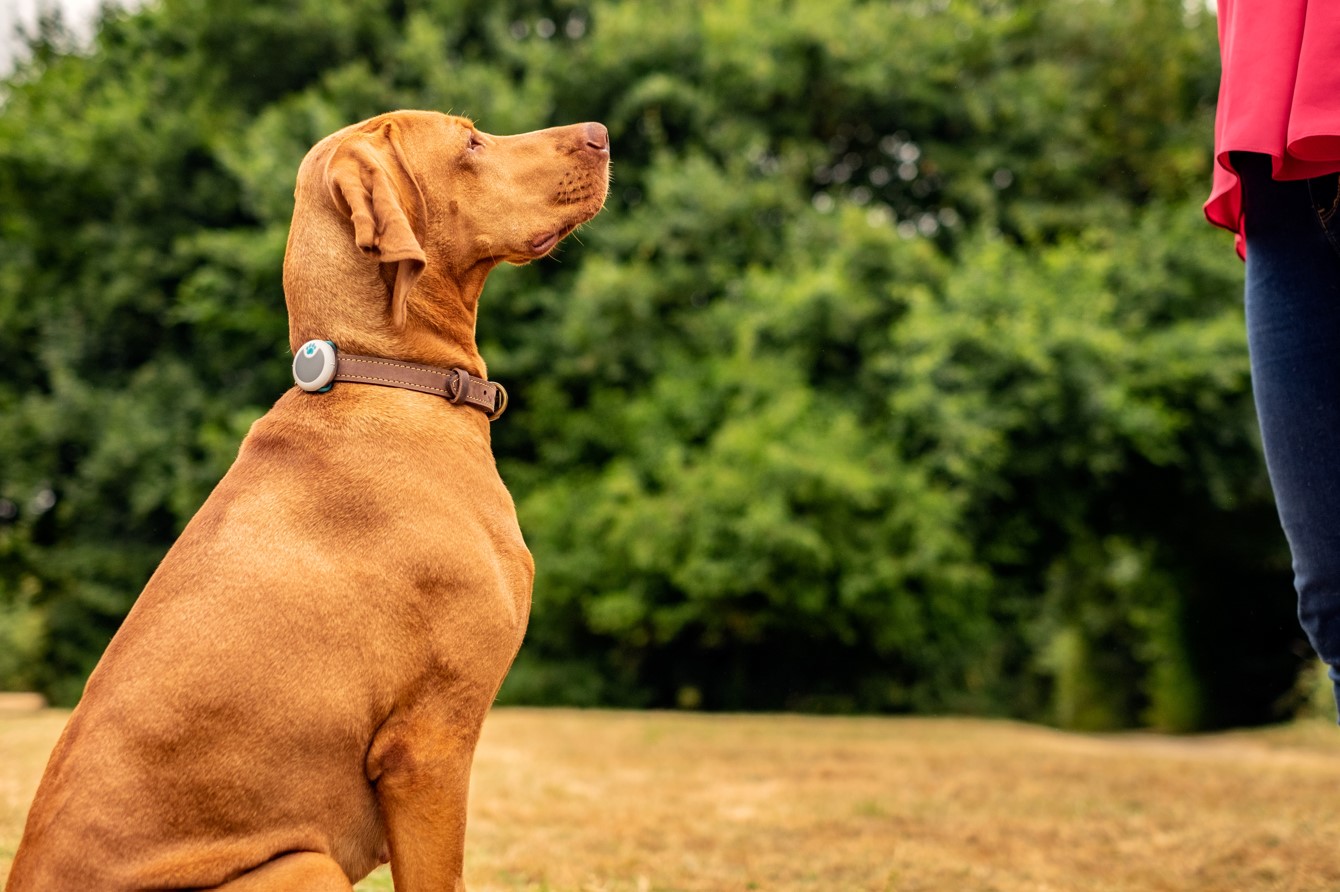 Claves esenciales para cuidar la salud de tu perro en la playa