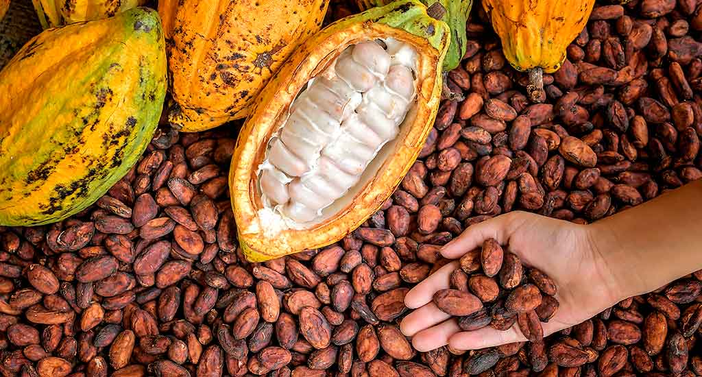 El cacao peruano es un mega aliado para nuestro corazón y salud mental