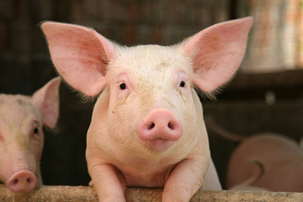 Día mundial del cerdo: la importancia de la bioseguridad en las granjas porcinas