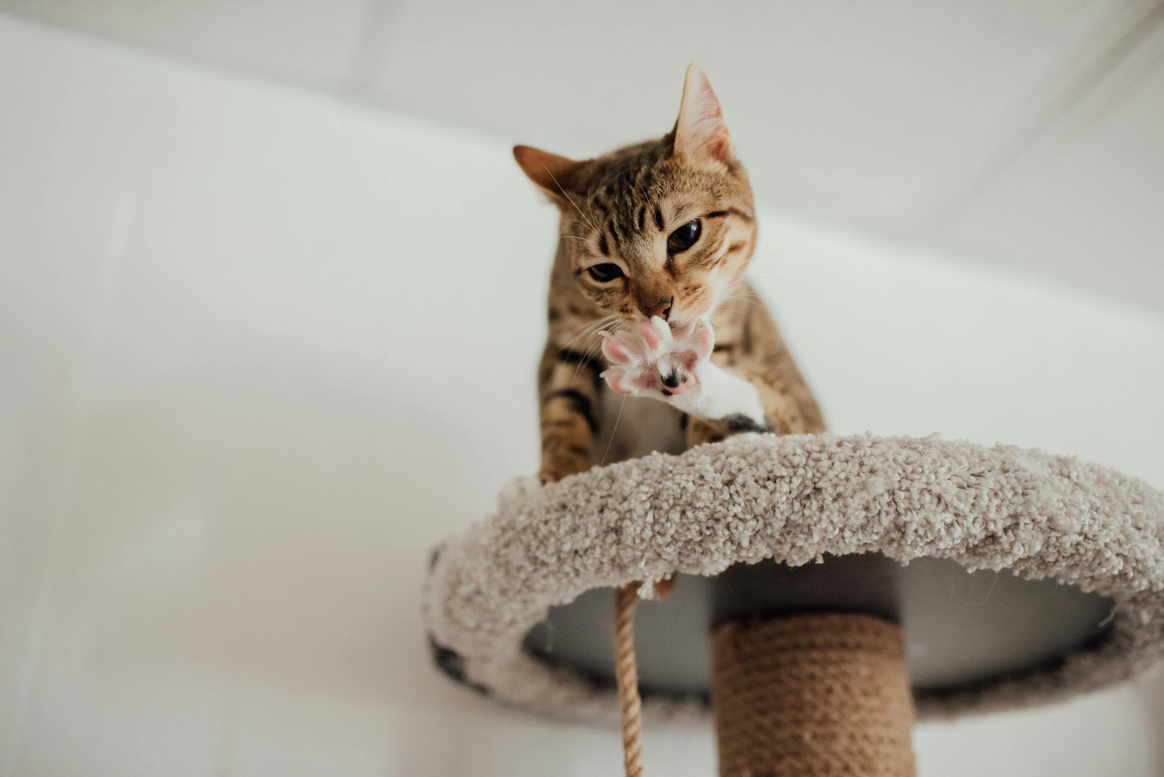 Espacios felices: ¿Cómo convertir tu hogar en un espacio confortable para tu gato?