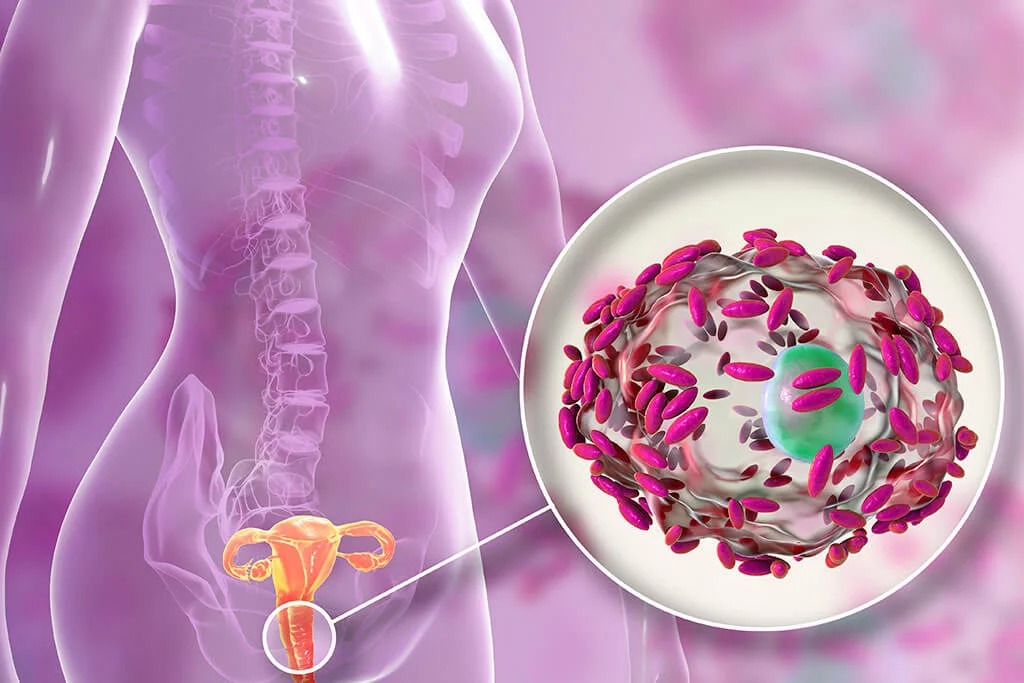 Día Mundial de la Prevención del Cáncer de Cuello Uterino: ¿Qué son los lactobacillus y cómo contribuyen en la salud femenina?