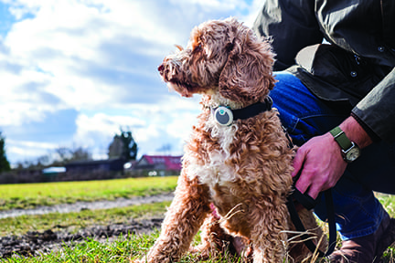 Tu amigo fiel: ¿Qué debes considerar para la adopción de un perro?