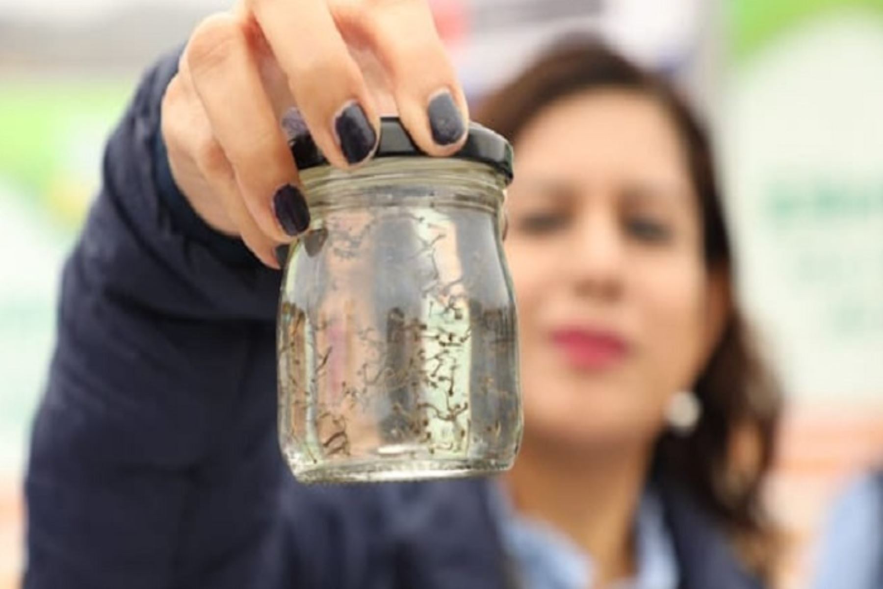 Dengue: reproducción y expansión de zancudo transmisor es más rápida con alta temperatura