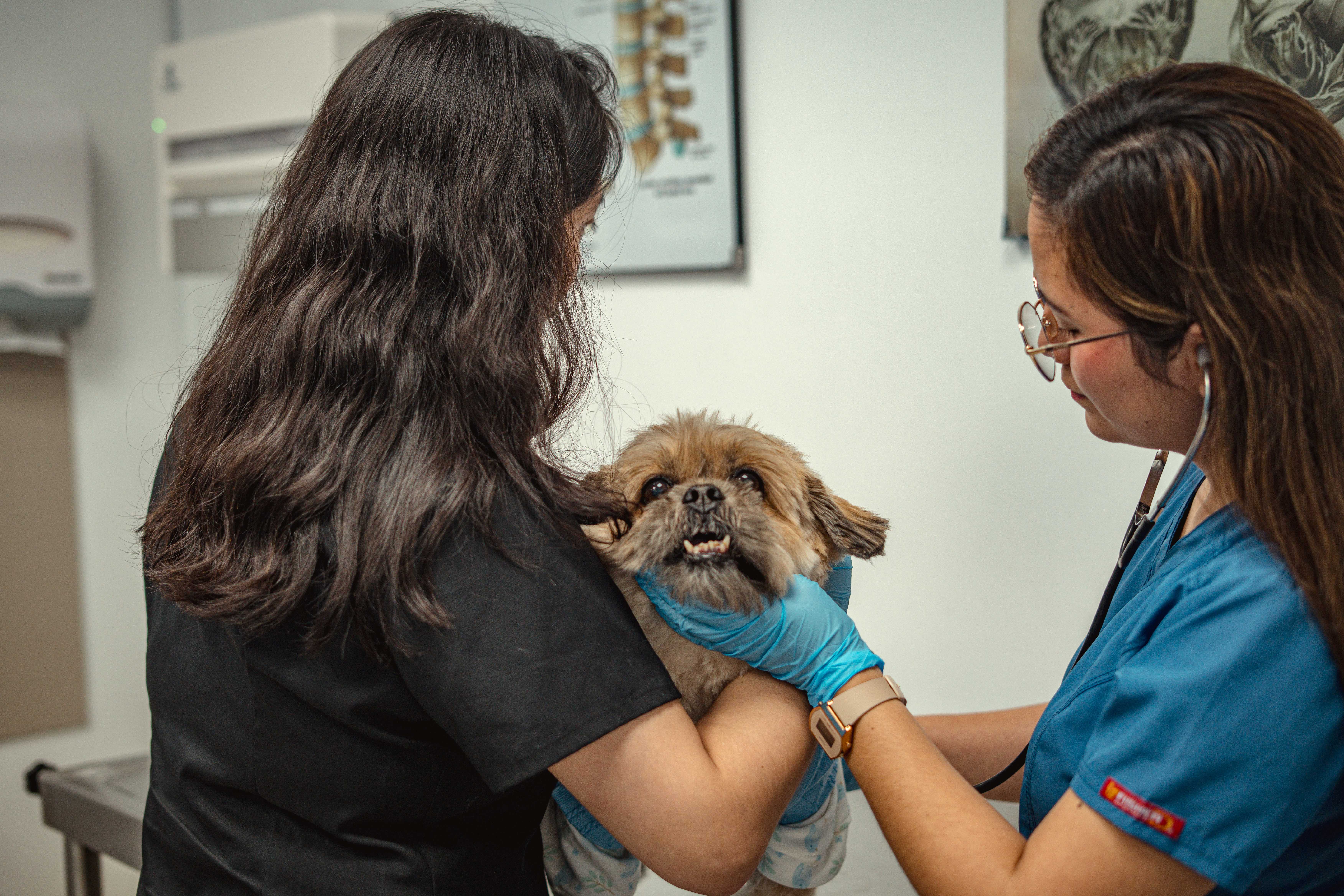 Día Mundial del Veterinario: señales que indican que tu mascota necesita un especialista