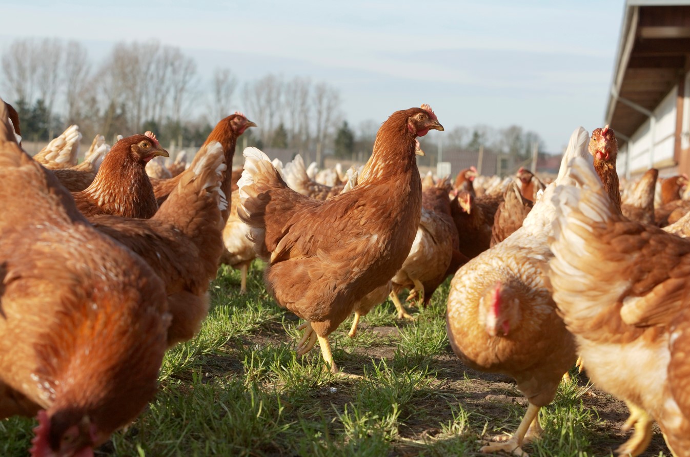 EL POLLO Y EL HUEVO SON INSUMOS CLAVES EN LA ALIMENTACIÓN DE LA POBLACIÓN PERUANA