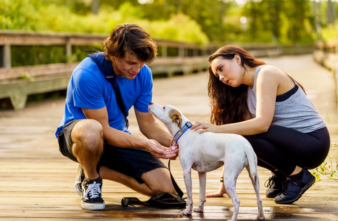 Temporada de verano: ¿Cómo identificar y tratar el golpe de calor en perros y gatos?