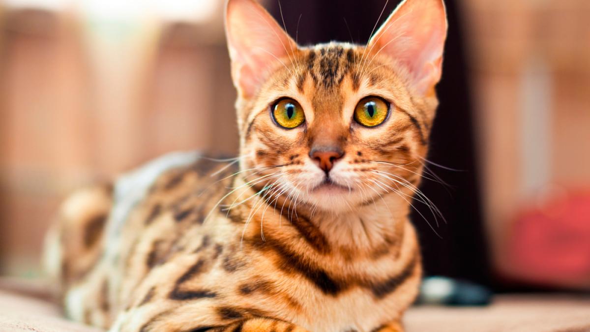 Día Internacional Del Gato: 5 Claves para una vida felina saludable