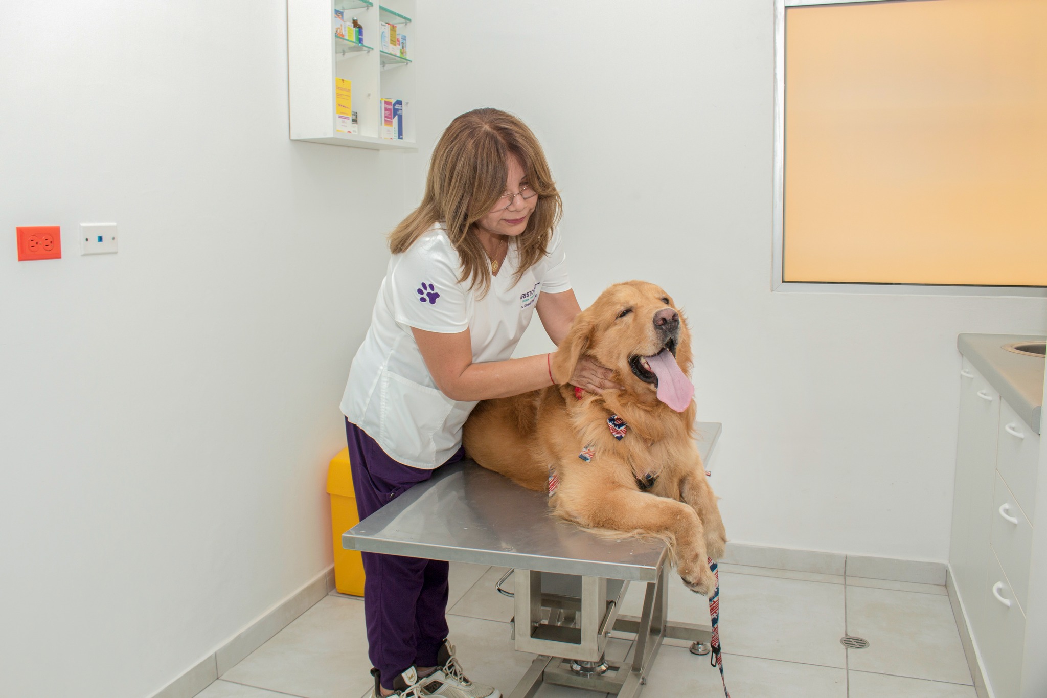 ¿Tu mascota se estresa más en verano?: Conoce las terapias integrativas que te ayudarán a proteger su salud emocional