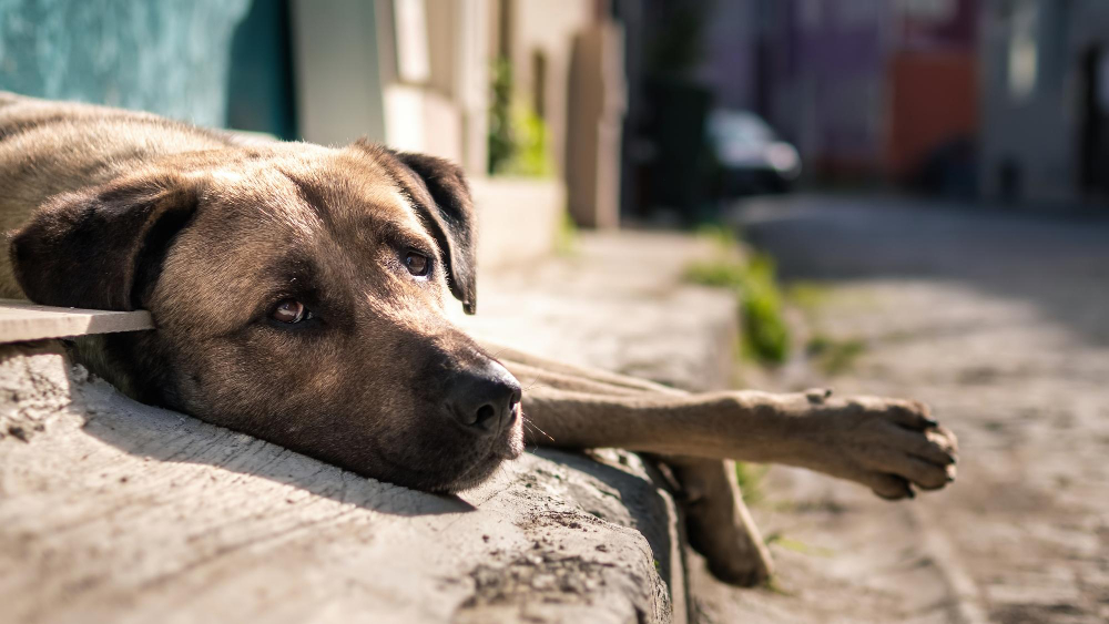 DÍA MUNDIAL DE LOS ANIMALES SIN HOGAR: UN LLAMADO A LA ADOPCIÓN RESPONSABLE
